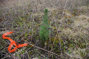 Copy of Little tree upon the mountain