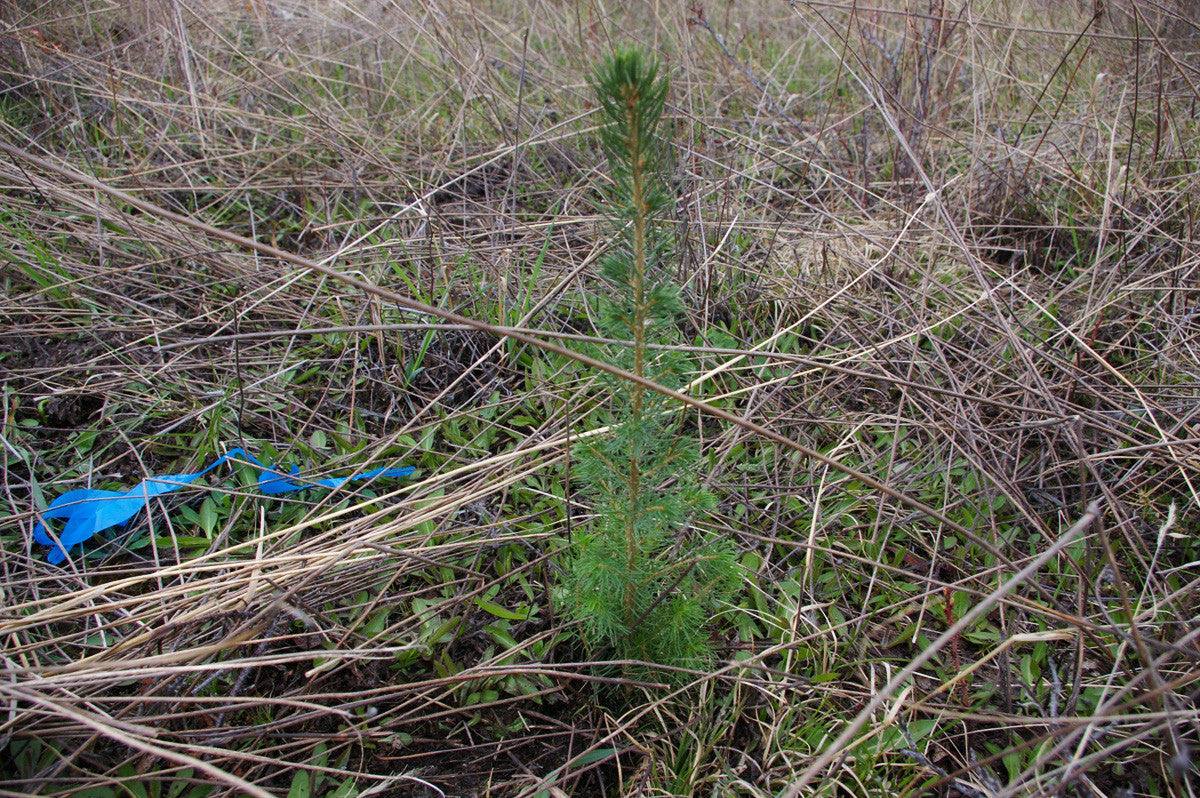 Little tree upon the mountain