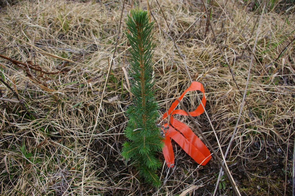 Western Redcedar