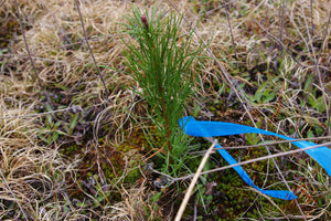 Yellow Redcedar